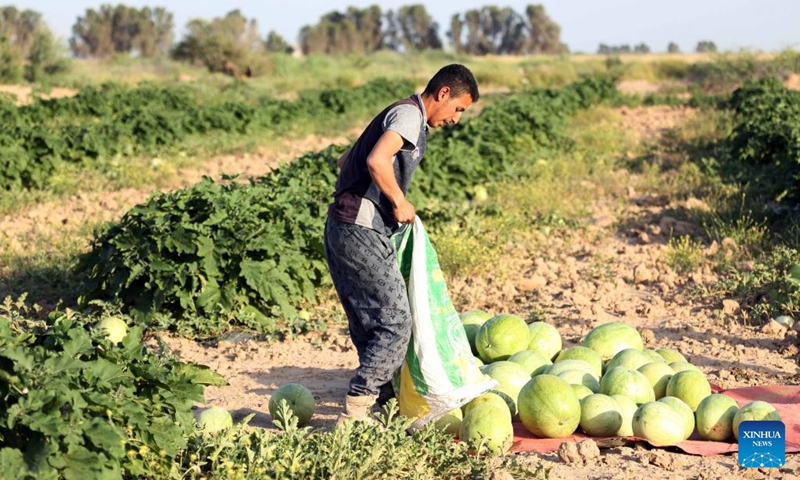 A farmer harvests watermelons at a farm in al-Udheim area, north of Baghdad, Iraq, on May 10, 2024. Photo: Xinhua
