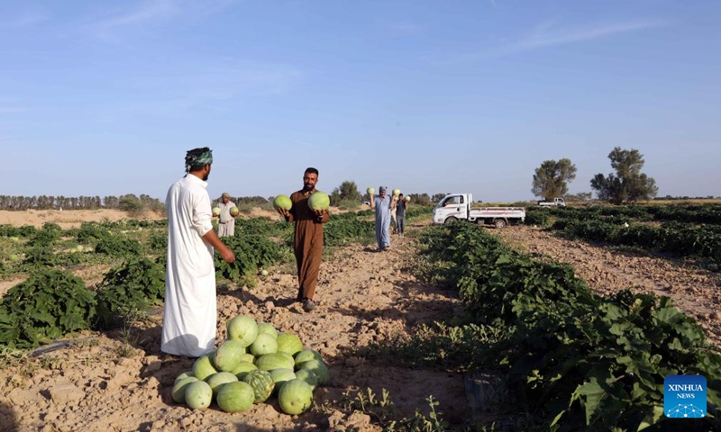 Farmers harvest watermelons at a farm in al-Udheim area, north of Baghdad, Iraq, on May 10, 2024. Photo: Xinhua