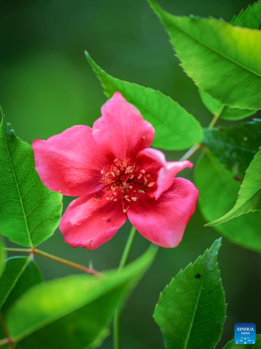 This photo taken on April 14, 2024 shows Rosa lucidissima at the Foding Mountain nature reserve in Shiqian County, southwest China's Guizhou Province. Chinese researchers have discovered Rosa lucidissima, a critically endangered species of Rosa chinensis, commonly known as China rose, in southwest China's Guizhou Province. Photo: Xinhua