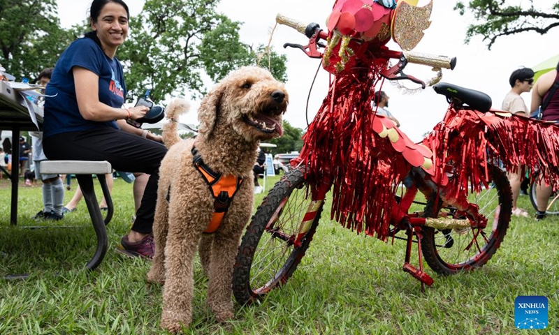 A dog stands next to an art bike at the 3rd Art Bike Parade & Festival in Houston, Texas, the United States, May 11, 2024. The annual event attracted hundreds of people to showcase their creativity in bike designing and enjoy various of activities. Photo: Xinhua