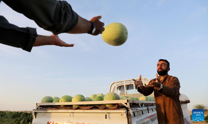Farmers harvest watermelons at a farm in al-Udheim area, north of Baghdad, Iraq, on May 10, 2024. Photo: Xinhua