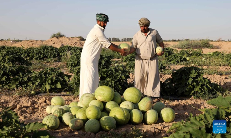 Farmers harvest watermelons at a farm in al-Udheim area, north of Baghdad, Iraq, on May 10, 2024. Photo: Xinhua