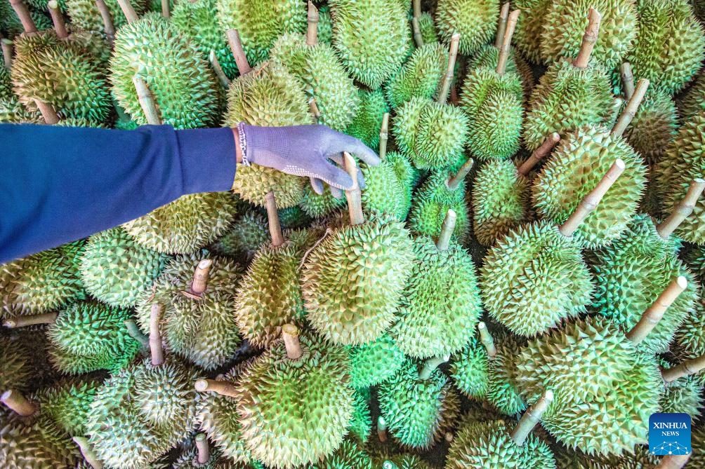 A worker arranges durians in a durian orchard in Chanthaburi, Thailand, April 26, 2024. Thailand is one of the world's leading producers and exporters of durian, exporting large quantities to China each year. According to data from China's General Administration of Customs, in 2023, China imported 1.426 million tonnes of fresh durian, with 929,000 tonnes coming from Thailand, accounting for 65.15 percent of China's total fresh durian imports.(Photo: Xinhua)