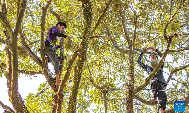 Workers harvest durians in a durian orchard in Chanthaburi, Thailand, April 26, 2024. Thailand is one of the world's leading producers and exporters of durian, exporting large quantities to China each year. According to data from China's General Administration of Customs, in 2023, China imported 1.426 million tonnes of fresh durian, with 929,000 tonnes coming from Thailand, accounting for 65.15 percent of China's total fresh durian imports.(Photo: Xinhua)