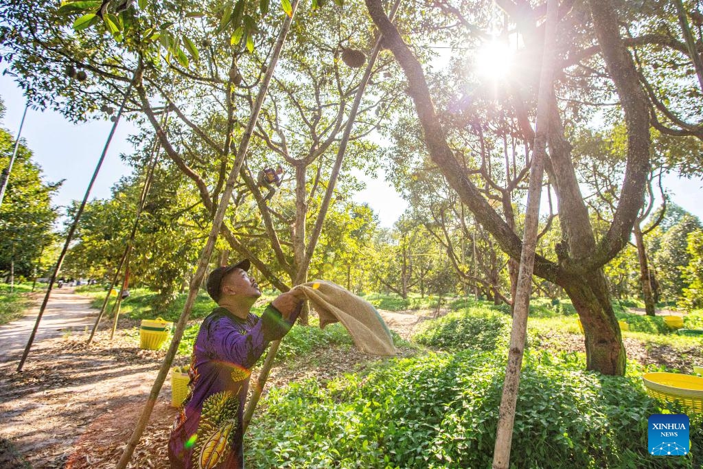 A worker harvests durians in a durian orchard in Chanthaburi, Thailand, April 26, 2024. Thailand is one of the world's leading producers and exporters of durian, exporting large quantities to China each year. According to data from China's General Administration of Customs, in 2023, China imported 1.426 million tonnes of fresh durian, with 929,000 tonnes coming from Thailand, accounting for 65.15 percent of China's total fresh durian imports.(Photo: Xinhua)