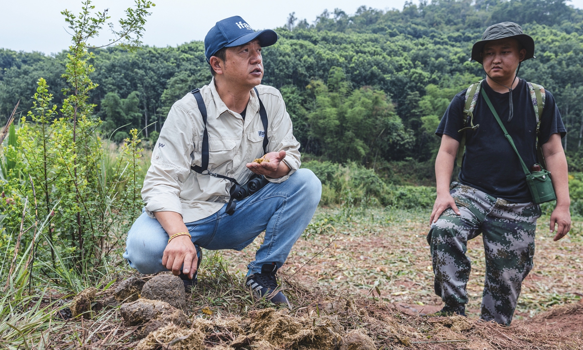 Asian elephant conservation expert Cao Dafan and elephant ranger Li Shengqian inspect signs of elephant activity in the mountains of Mengla county, Xishuangbanna on May 12, 2024. Photo: Li Hao/GT