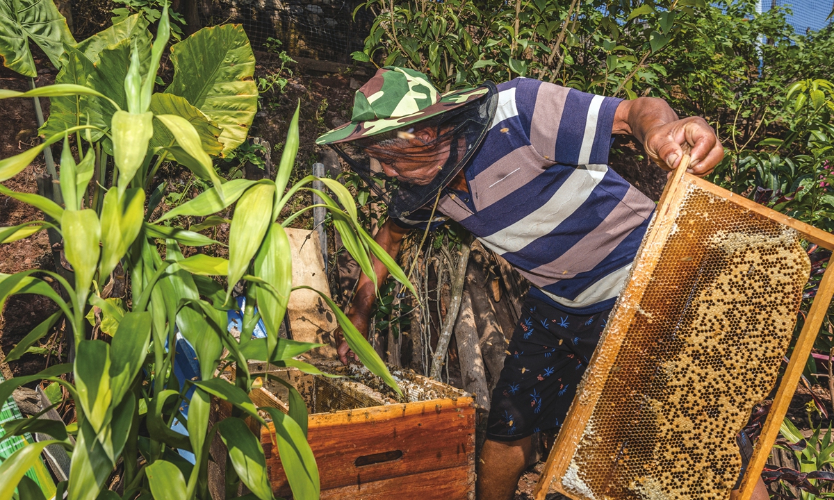 Luo Baolin, 70, inspects his beehives in Daotangqing village, Jinghong, Xishuangbanna Dai autonomous prefecture, Yunnan Province, on May 13, 2024.Luo is known as the 
