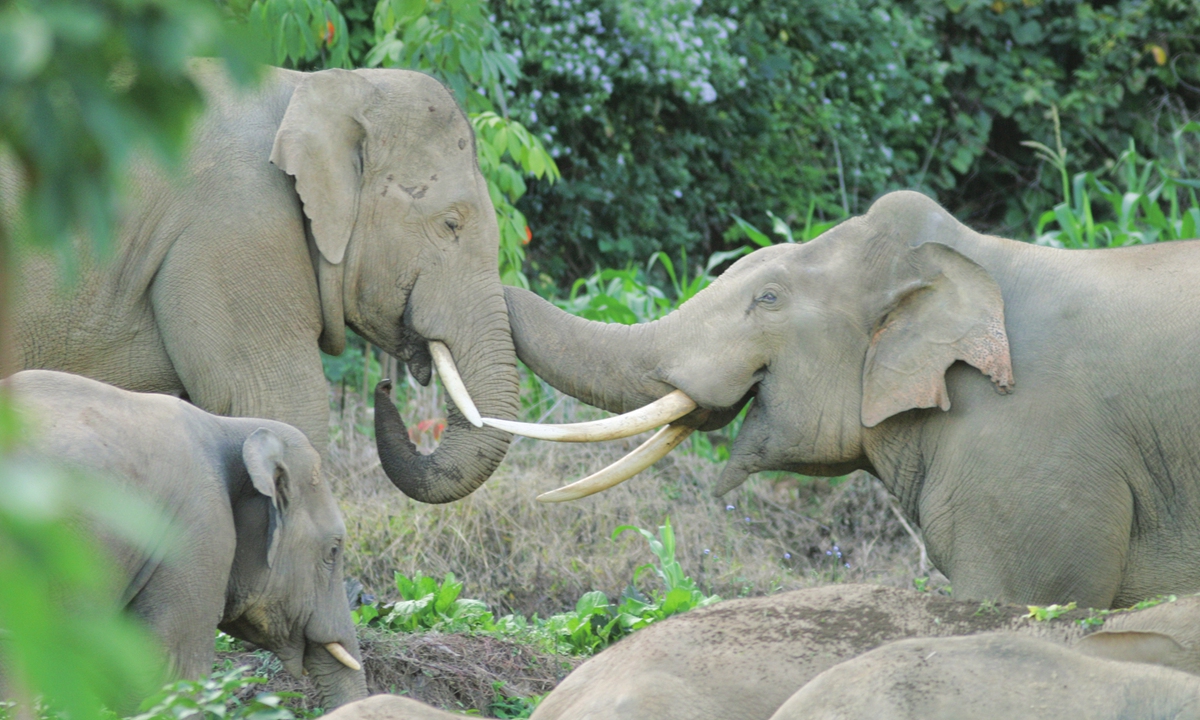 Wild Asian elephants play in Pu'er in 2010. Photo: Courtesy of Cao Dafan