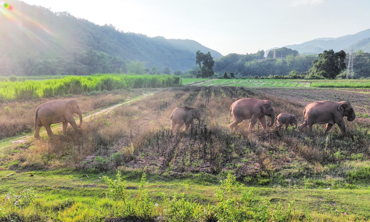 Several wild Asian elephant herds appear in Kangping town, Jiangcheng Hani and Yi autonomous county, Pu'er, to forage for corn, bananas, and other foods on February 9, 2024. Photo: VCG