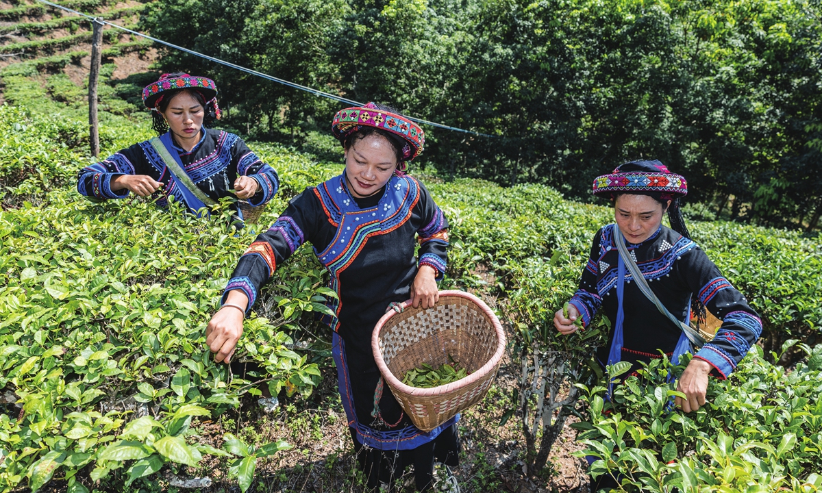 Women from Konggeliudui village, Xishuangbanna Dai autonomous prefecture, Yunnan, dressed in traditional Hani attire, pick tea leaves on a mountain in Yunnan Province, on May 13, 2024. Photo: Li Hao/GT