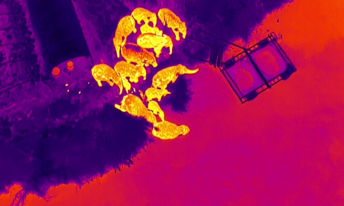 An infrared camera captures Asian elephants foraging in a field in Pu'er, Southwest China's Yunnan Province, on May 17, 2023. Photo: VCG
