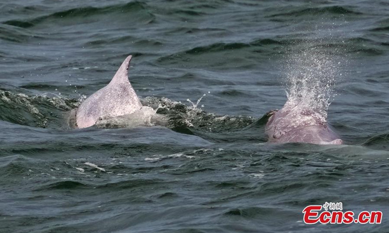 Chinese white dolphins frolic in Leizhou Bay, Zhanjiang, south China's Guangdong Province, May 16, 2024. Photo: China News Service