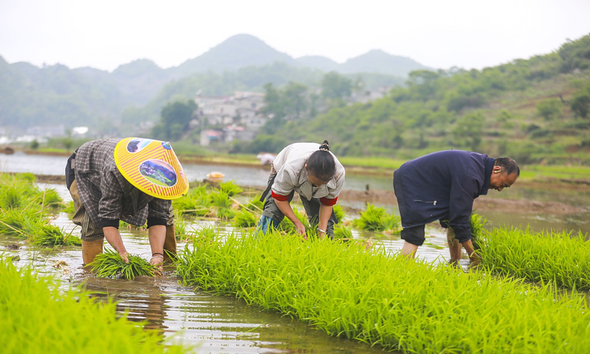Farmers work in a paddy field in Bijie, Southwest China's Guizhou Province, on May 13, 2024. Photo: VCG 