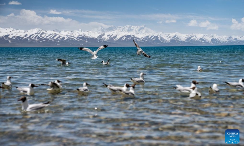 Brown-headed gulls are pictured at the Lake Namtso in southwest China's Xizang Autonomous Region, May 19, 2024. As temperature rises and ice melts, the Lake Namtso will enter its tourism season. Photo: Xinhua