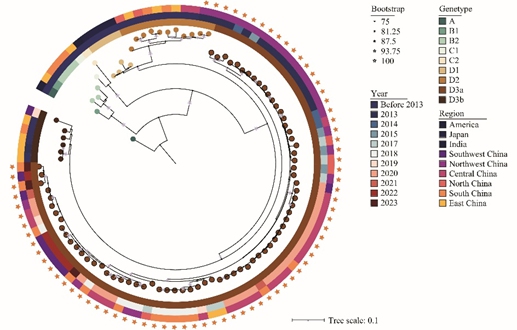 Molecular typing of 74 CVA6 strains isolated from severe HFMD in China, 2012-2023 Photo: Chinese CDC