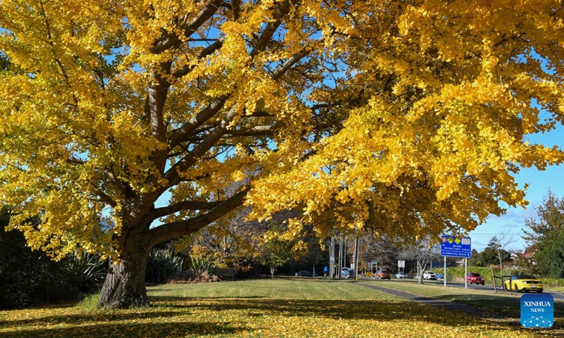 This photo taken on May 19, 2024 shows the scenery in Cambridge, New Zealand. Cambridge is a town situated around 150 km south of Auckland, on the banks of the Waikato River. It is known as The Town of Trees & Champions. Photo: Xinhua