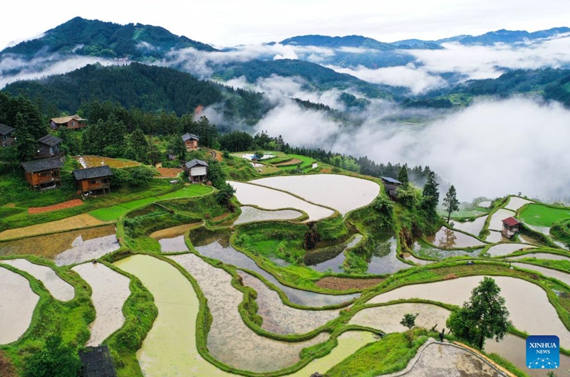 An aerial drone photo taken on May 19, 2024 shows the terrace in Yangdong Village of Liping County, southwest China's Guizhou Province. Photo: Xinhua