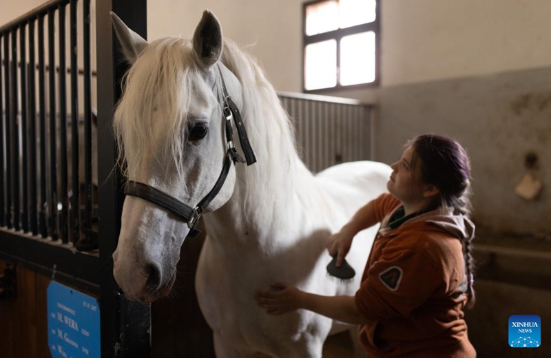 An employee combs a lipizzaner in Lipica stud farm, Slovenia on May 19, 2024. On the occasion of its 444th anniversary, the Lipica stud farm organized the Lipizzaner's Day event. Photo: Xinhua
