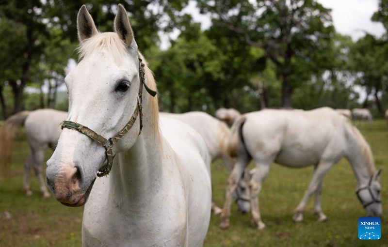 Lipizzaners are pictured in Lipica stud farm, Slovenia on May 19, 2024. On the occasion of its 444th anniversary, the Lipica stud farm organized the Lipizzaner's Day event. Photo: Xinhua