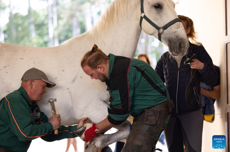 A horse shoeing demonstration is showed in Lipica stud farm, Slovenia on May 19, 2024. On the occasion of its 444th anniversary, the Lipica stud farm organized the Lipizzaner's Day event. Photo: Xinhua