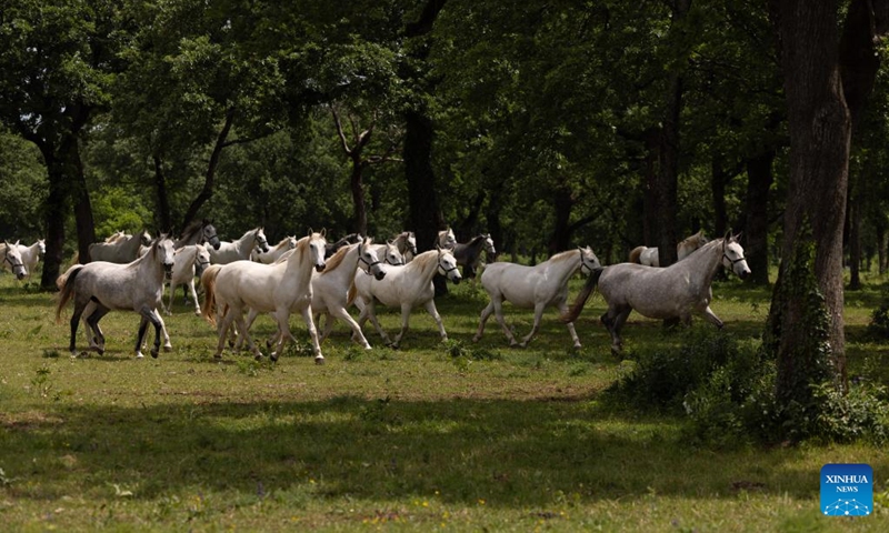 Lipizzaners are pictured in Lipica stud farm, Slovenia on May 19, 2024. On the occasion of its 444th anniversary, the Lipica stud farm organized the Lipizzaner's Day event. Photo: Xinhua