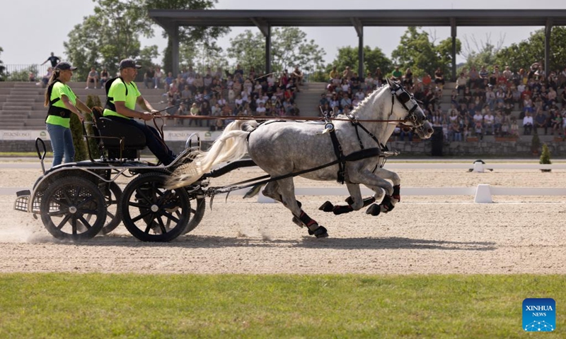 Lipizzaners perform in carriage show in Lipica stud farm, Slovenia on May 19, 2024. On the occasion of its 444th anniversary, the Lipica stud farm organized the Lipizzaner's Day event. Photo: Xinhua