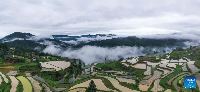 An aerial panoramic drone photo taken on May 19, 2024 shows the terrace in Yangdong Village of Liping County, southwest China's Guizhou Province. Photo: Xinhua