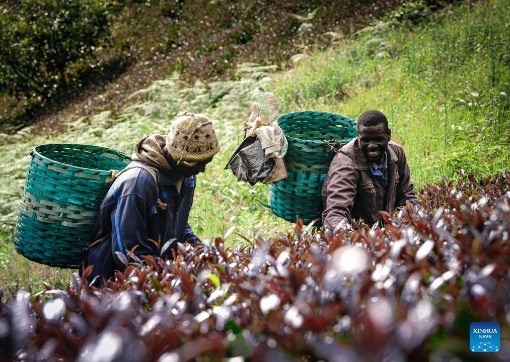 Farmers pick purple tea leaves at a purple tea plantation in Muranga County, Kenya, on May 7, 2024. Kenyan purple tea is a unique tea tree variety, with purple leaves. Grown in the equatorial regions of Kenya's rolling hills, purple tea trees grow in an environment with abundant sunshine and proper temperature variations between day and night.(Photo: Xinhua)