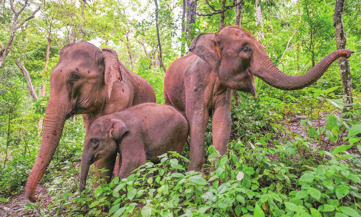 Elephants forage in the forest at the Asian Elephant Breeding and Rescue Center in Xishuangbanna, Southwest China's Yunnan Province, on July 20, 2021. Photos: VCG