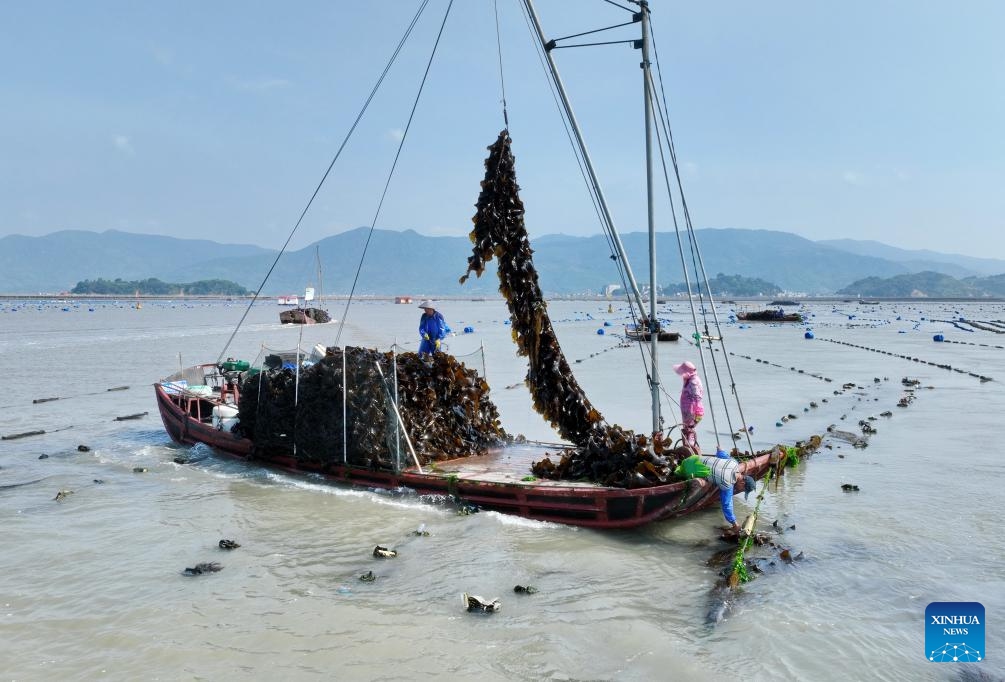 A drone photo taken on May 9, 2024 shows farmers harvesting kelp at the marine areas near Shajiang Village of Xiapu County, southeast China's Fujian Province. Situated by the East China Sea, Fujian Province boasts a sea area of 136,000 square km, a rugged coastline and numerous bays and islands, making it an optimal place for developing mariculture.(Photo: Xinhua)