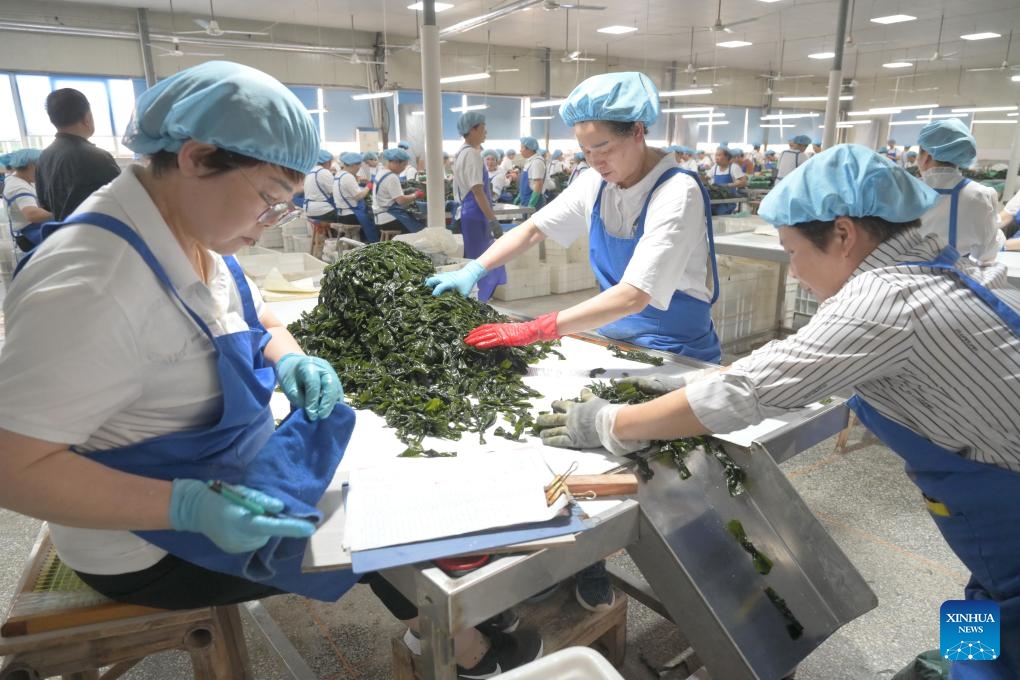 Workers process kelp products at a factory in Xiapu County, southeast China's Fujian Province, May 8, 2024. Situated by the East China Sea, Fujian Province boasts a sea area of 136,000 square km, a rugged coastline and numerous bays and islands, making it an optimal place for developing mariculture.(Photo: Xinhua)