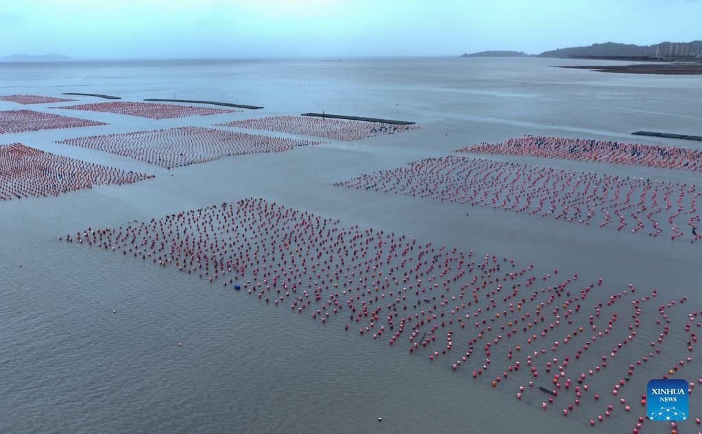 An aerial drone photo taken on May 21, 2024 shows a mariculture zone in Lianjiang County of Fuzhou, southeast China's Fujian Province. Situated by the East China Sea, Fujian Province boasts a sea area of 136,000 square km, a rugged coastline and numerous bays and islands, making it an optimal place for developing mariculture. Over the years, Fujian has concentrated on increasing high-quality marine fishery food supplies, and accelerating the upgrading of mariculture while protecting the marine ecological environment.(Photo: Xinhua)