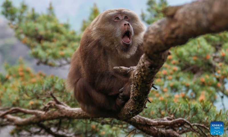 A Huangshan stump-tailed macaque is seen on Huangshan mountain, east China's Anhui Province on May 20, 2024. Huangshan Stump-tailed Macaque (Macaca thibetana huangshanensis), a species unique to Huangshan area of China, often showing up in groups in dense forests and canyons, climbing branches and cliffs with ease, is under China's second-class national protection.(Photo: Xinhua)