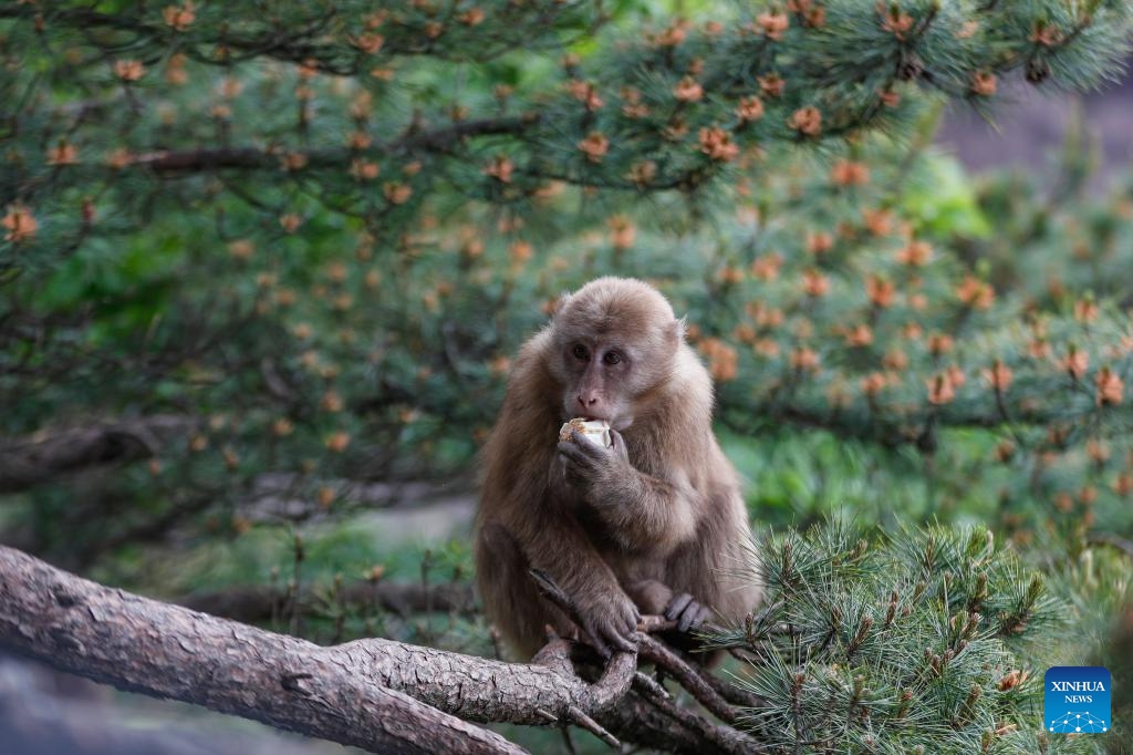 A Huangshan stump-tailed macaque is seen on Huangshan mountain, east China's Anhui Province on May 20, 2024. Huangshan Stump-tailed Macaque (Macaca thibetana huangshanensis), a species unique to Huangshan area of China, often showing up in groups in dense forests and canyons, climbing branches and cliffs with ease, is under China's second-class national protection.(Photo: Xinhua)