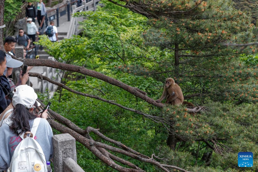 Tourists look at a Huangshan stump-tailed macaque on Huangshan mountain, east China's Anhui Province on May 20, 2024. Huangshan Stump-tailed Macaque (Macaca thibetana huangshanensis), a species unique to Huangshan area of China, often showing up in groups in dense forests and canyons, climbing branches and cliffs with ease, is under China's second-class national protection.(Photo: Xinhua)