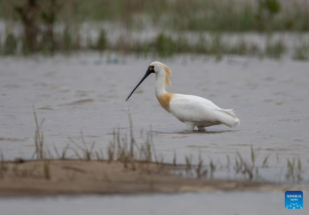 A black-faced spoonbill forages at the Minjiang River estuary wetland in Fuzhou, southeast China's Fujian Province, March 26, 2024. Located along the bird migration route between East Asia and Australasia, Fujian is noted for its great biodiversity, and the number of wild animal and plant species ranks among the top in the country. A large number of migratory birds breed, overwinter or stop over in the province every year, and about 600 bird species have been recorded here.(Photo: Xinhua)