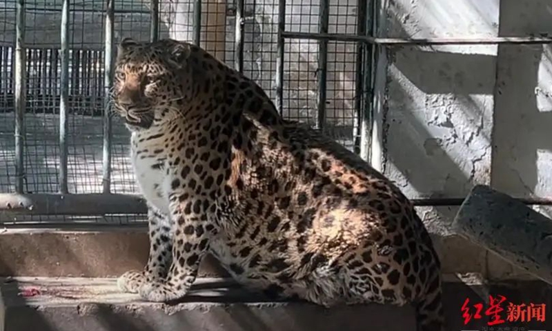 Zoo's 'leopard officer' from Zootopia lookalike Photo: Screenshot from the Red Star News