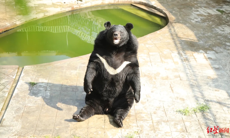 Nike bear Photo: Screenshot from the Red Star News