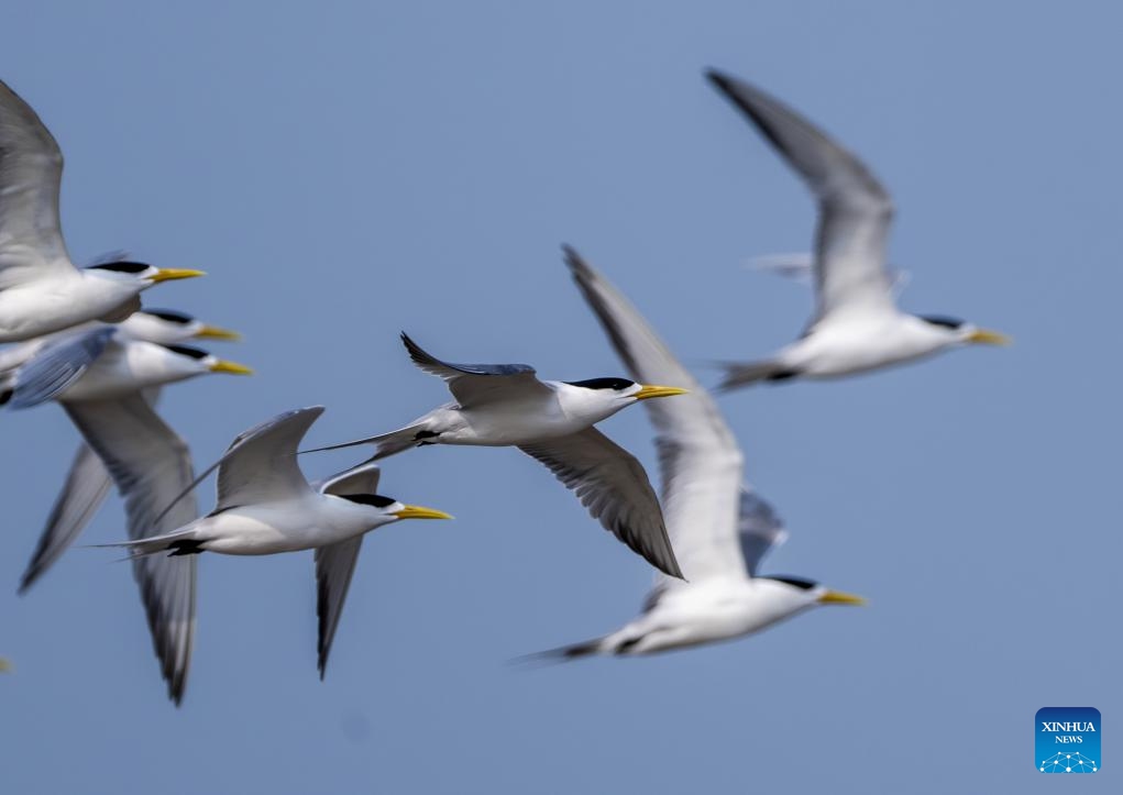 Greater crested terns fly over the Minjiang River estuary wetland in Fuzhou, southeast China's Fujian Province, April 29, 2024. Located along the bird migration route between East Asia and Australasia, Fujian is noted for its great biodiversity, and the number of wild animal and plant species ranks among the top in the country. A large number of migratory birds breed, overwinter or stop over in the province every year, and about 600 bird species have been recorded here.(Photo: Xinhua)