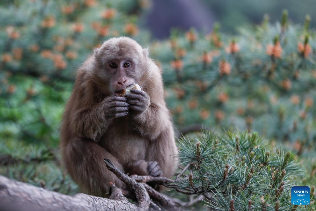 A Huangshan stump-tailed macaque is seen on Huangshan mountain, east China's Anhui Province on May 20, 2024. Huangshan Stump-tailed Macaque (Macaca thibetana huangshanensis), a species unique to Huangshan area of China, often showing up in groups in dense forests and canyons, climbing branches and cliffs with ease, is under China's second-class national protection.(Photo: Xinhua)