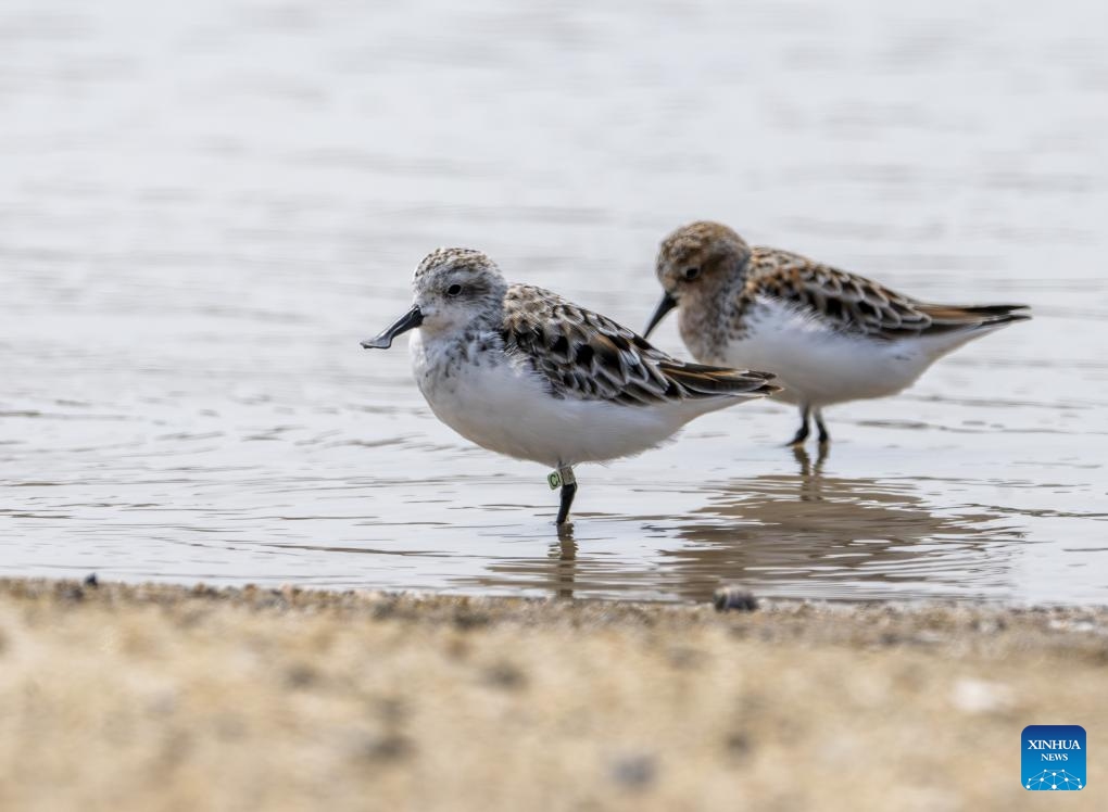 A spoon-billed sandpiper (L) forages at Weitou Bay in Quanzhou, southeast China's Fujian Province, April 11, 2024. Located along the bird migration route between East Asia and Australasia, Fujian is noted for its great biodiversity, and the number of wild animal and plant species ranks among the top in the country. A large number of migratory birds breed, overwinter or stop over in the province every year, and about 600 bird species have been recorded here.(Photo: Xinhua)