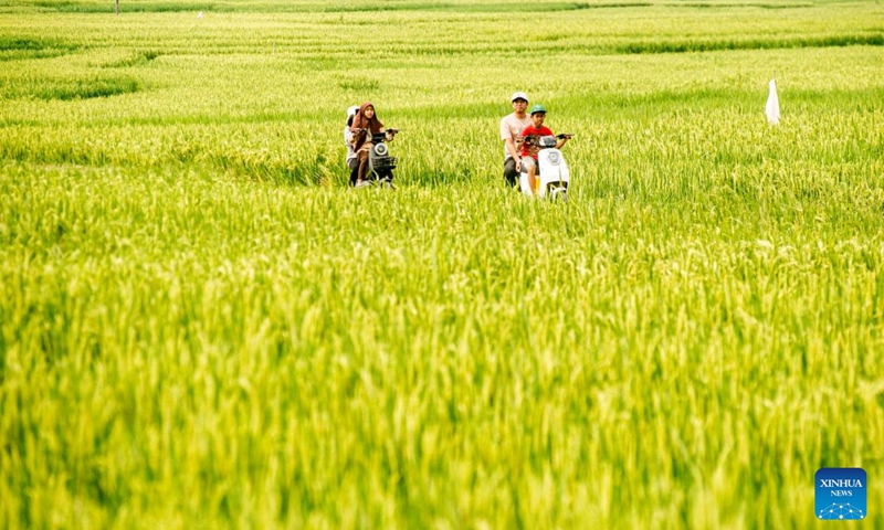 People ride their electric motorbikes to enjoy leisure time at Pronosutan paddy field in Kulon Progo regency, Yogyakarta, Indonesia, May 26, 2024. (Photo: Xinhua)