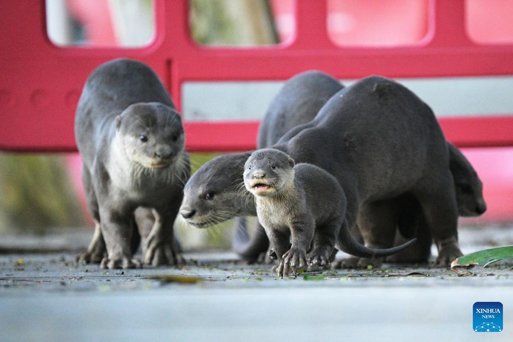 Smooth-coated otters are seen in Singapore's Marina Bay Promenade on May 9, 2024. World Otter Day is celebrated on the last Wednesday of May, which falls on May 29 this year.(Photo: Xinhua)