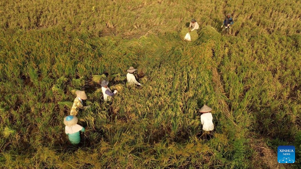 A drone photo shows farmers harvesting rice in paddy fields at Krueng Seupeng village in Aceh Utara regency, Aceh Province, Indonesia, May 27, 2024.(Photo: Xinhua)