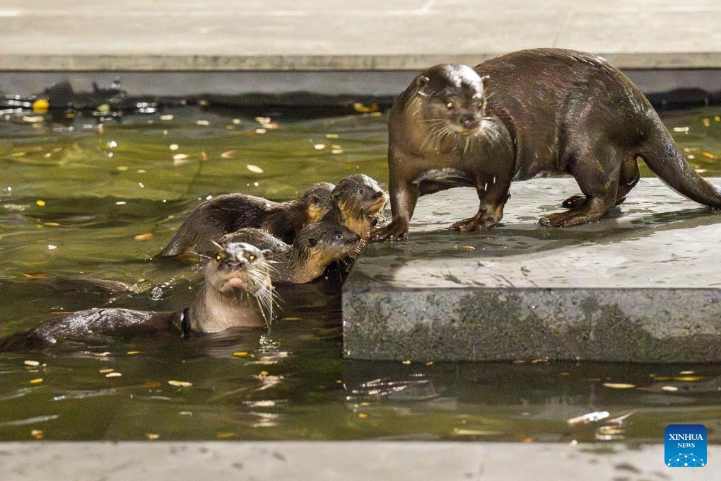 Smooth-coated otter pups learn to swim in a pond next to Singapore's Marina Bay Financial Center on May 12, 2024. World Otter Day is celebrated on the last Wednesday of May, which falls on May 29 this year.(Photo: Xinhua)