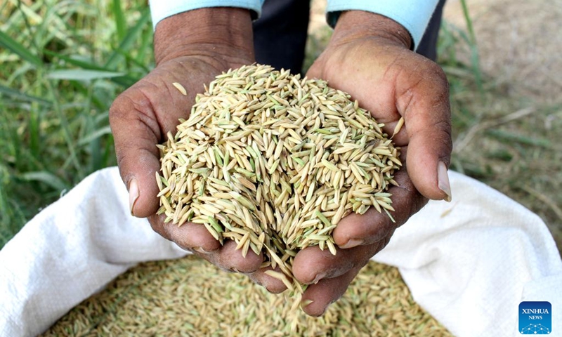 A farmer holds grains of rice after harvest in paddy fields at Krueng Seupeng village in Aceh Utara regency, Aceh Province, Indonesia, May 27, 2024.(Photo: Xinhua)