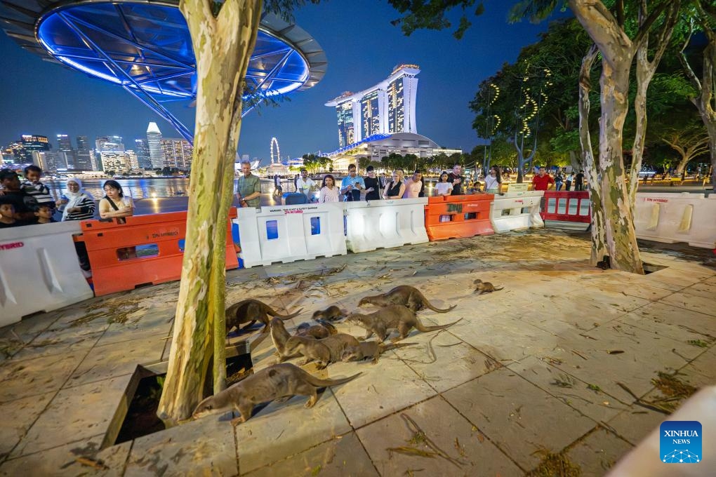 Smooth-coated otters are seen in Singapore's Marina Bay Promenade on May 9, 2024. World Otter Day is celebrated on the last Wednesday of May, which falls on May 29 this year.(Photo: Xinhua)