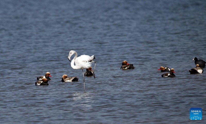 A greater flamingo is seen in Ulan Suhai Lake in Urad Qianqi, north China's Inner Mongolia Autonomous Region, May 25, 2024.(Photo: Xinhua)