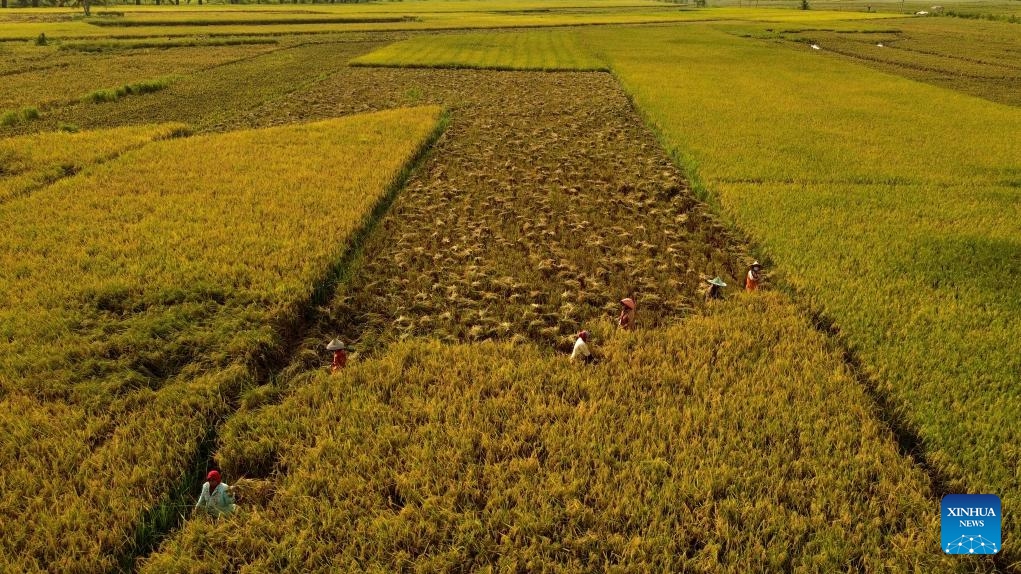 A drone photo shows farmers harvesting rice in paddy fields at Krueng Seupeng village in Aceh Utara regency, Aceh Province, Indonesia, May 27, 2024(Photo: Xinhua)