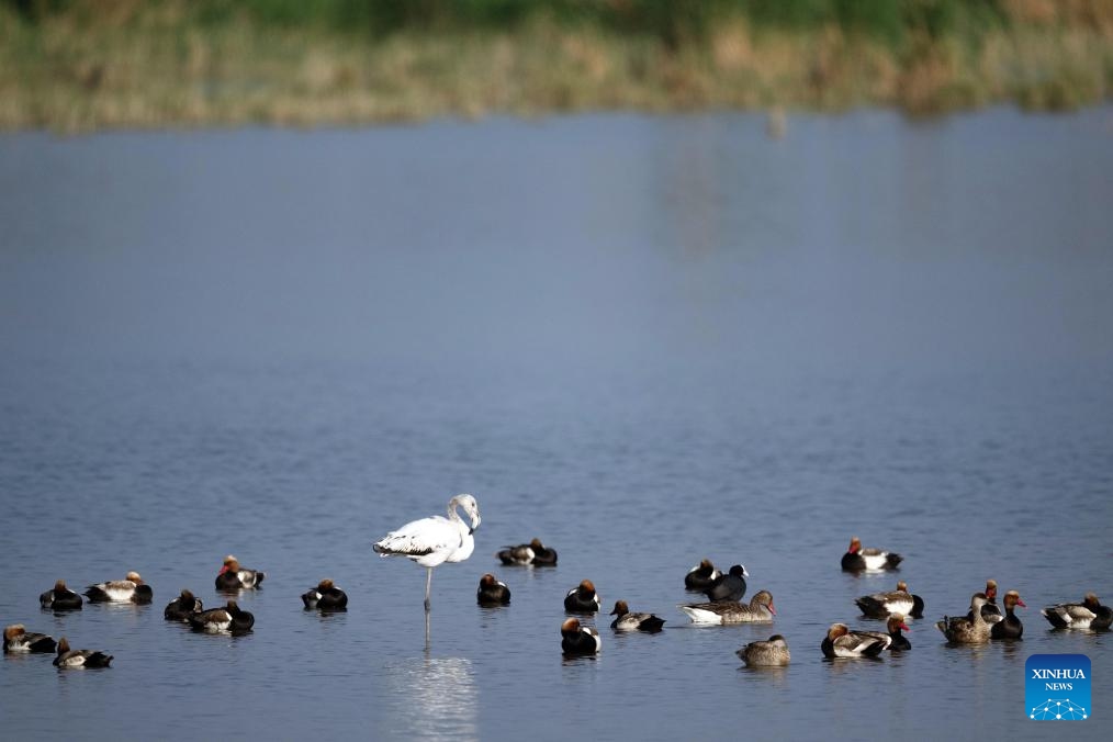 A greater flamingo is seen in Ulan Suhai Lake in Urad Qianqi, north China's Inner Mongolia Autonomous Region, May 25, 2024.(Photo: Xinhua)